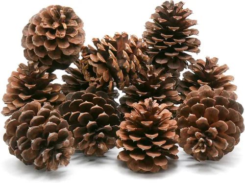 Review Outdoor Gear 5, 8, 10 o 12 ponderosas decorativas de 3 a 3.5 pulgadas, conos de pino sin aroma, decoración del hogar, para otoño e invierno,