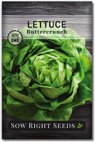 Sow Right Seeds - Semillas de lechuga Buttercrunch para plantar - Paquete de reliquia sin OMG con instrucciones para plantar un huerto doméstico -