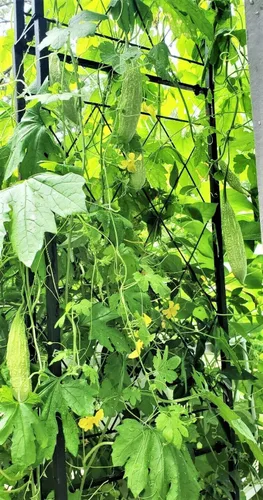 TomorrowSeeds - Semillas de melón amargo de perlas blancas - Paquete de 15 unidades - para semillas de verduras de Karela india de calabaza amarga