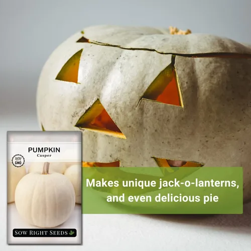Miniatura 5 de Sow Right Seeds - Semillas de calabaza Casper para plantar - Paquete de reliquia sin OMG con instrucciones para plantar un huerto casero - Variedad