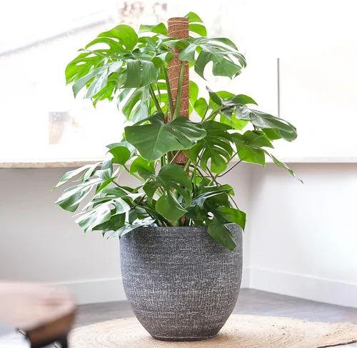 Miniatura 6 de GROWNEER Poste de musgo de 24 pulgadas para plantas de interior, 2 piezas de soporte de tótem de coco apilable de 15 pulgadas, palos de musgo con 15