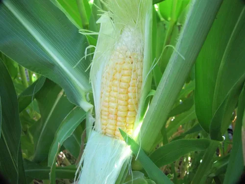 Miniatura 4 de 1136B-Semillas de maíz amarillo peruano gigante (mays-Maze) de Robsrareandgiantseeds UPC0764425787525 Sin OMG, orgánicas, plantas históricas
