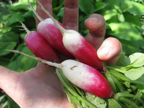 Miniatura 6 de Semillas de Rábano Francés Vegetal 18 Días Temprano Rojo Heirloom - 300 Semillas