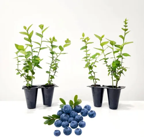 Miniatura 8 de Planta de Arándano Rosa Limón Viva en venta (Paquete de 4) Plantas fáciles de cultivar Planta de fruta comestible para vida sostenible Cultiva