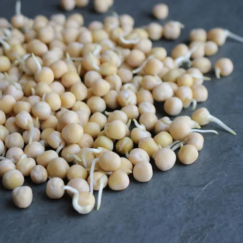 Miniatura 4 de Organic Garden - Semillas de guisantes amarillos – 1 libra ~ 2,000 semillas – Semillas de guisantes amarillos sin OMG para brotes de guisantes