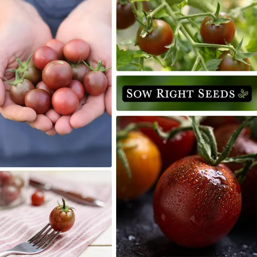Miniatura 4 de Sow Right Seeds - Semillas de tomate cereza negra para plantar - Paquete de reliquia sin OMG con instrucciones para plantar un huerto casero