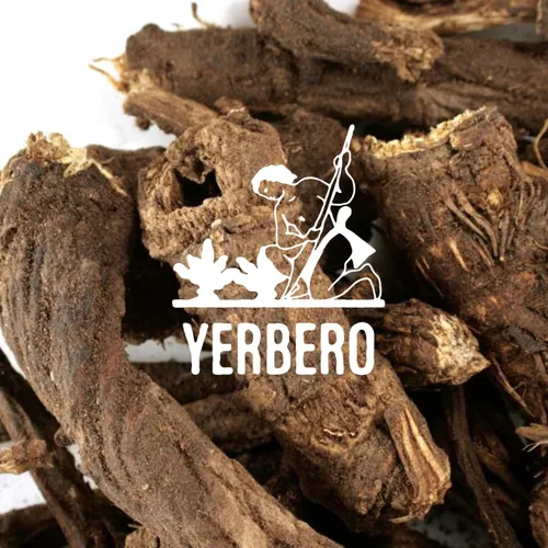 Miniatura 4 de Yerbero - Raíz de Osha 3.5 oz (100 g) Raiz de Chuchupate Ligusticum porteri Zanahoria de montaña, raíz de oso 100% natural Purificación