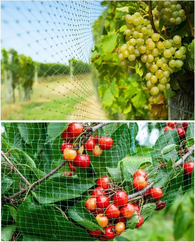 Miniatura 7 de Red de protección antipájaros de 13 pies x 33 pies, malla de protección para jardín, plantas y plantas, flores, árboles frutales, verduras de Verde