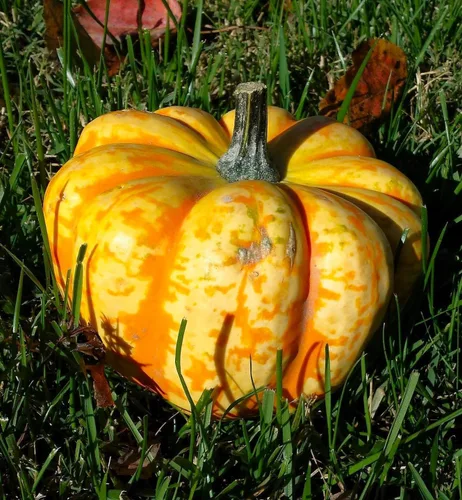 Miniatura 2 de TomorrowSeeds - Semillas de calabaza de carnaval - Más de 30 unidades - Para celebración del festival de siembra 2025, delicata, bellota, calabaza