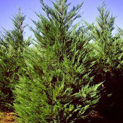 Miniatura 3 de Generic Leyland Cypress, de crecimiento rápido, de hoja perenne, adaptable, follaje plumoso, maceta de 1 galón