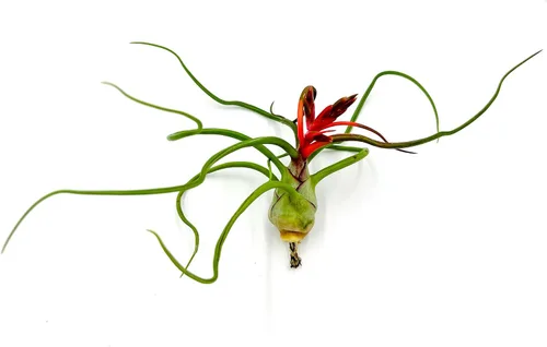 Miniatura 2 de ragnaroc Air Plants - Floración Tillandsia Bulbosa Belice, gigante de 7-9 pulgadas, 1 unidad, llegada en vivo garantizada, plantas