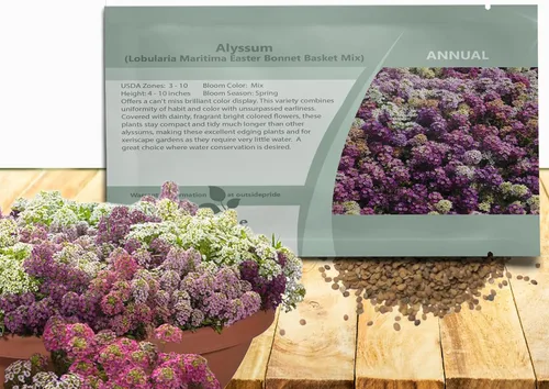 Outsidepride 2000 Seeds Anual Alyssum Easter Bonnet Ground Cover & Flower Seed Mix