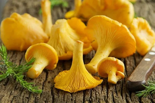 Miniatura 5 de Hongos rebozuelos esporas no GMO Heirloom 100 Semillas