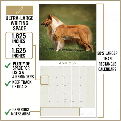 Miniatura 3 de Calendario Collie 2025 2026 – Calendario mensual de pared de raza de perro – 12 x 24 pulgadas abierto – Papel grueso que no se corre – Regalar