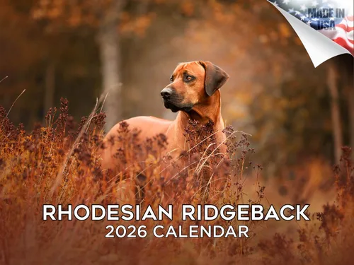Miniatura 160 de Calendario 2025 2026 de cachorros Cocker Spaniel - Calendario mensual de pared de raza de perro - 12" x 24" abierto - Papel grueso sin sangrado