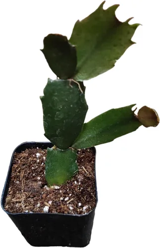 Live Holiday Cactus Plants Acción de Gracias Cactus (maceta de 2 pulgadas)
