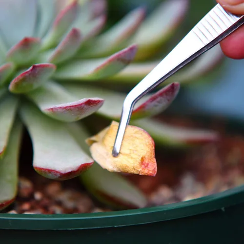 Miniatura 4 de Juego de pinzas de acero inoxidable, para jardinería pequeña y cocina, herramientas multiusos.