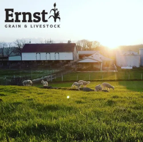 Miniatura 6 de Ernst Grain & Livestock Alimento para aves y vida silvestre – Perfecto para pájaros, patos, ardillas, pavos, conejos, gansos y ciervos – Alimento
