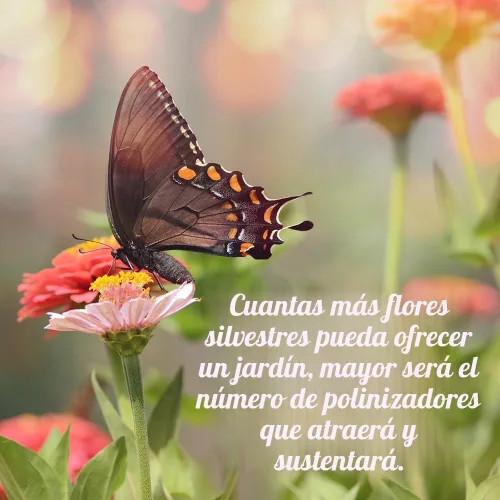 Miniatura 5 de Monarch Butterfly Rescue - Paquete de semillas de flores silvestres – 1 oz, flores silvestres de polinización abierta, sin rellenos, anuales