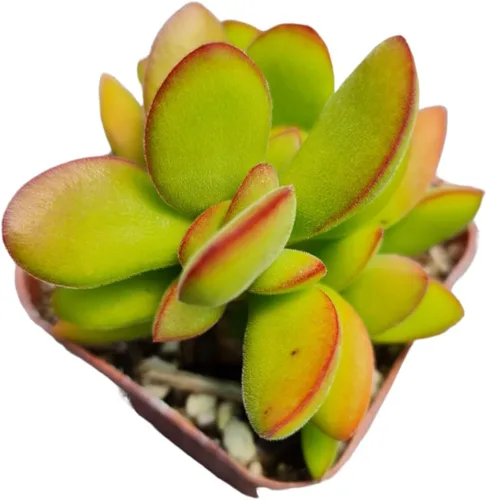 Miniatura 12 de Plantas de cactus suculentas vivas de USKC (maceta de 2 pulgadas) (Adromischus Maculatus)