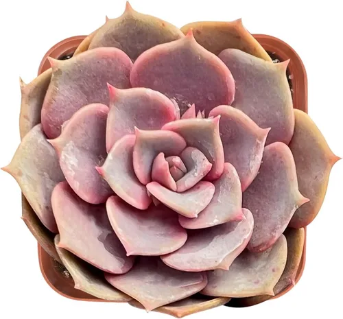 Miniatura 17 de Sprout N Green Sedum Dorado, Sedum adolphi, Mini suculenta viva totalmente enraizada en maceta de inicio de 2 pulgadas con mezcla de tierra, planta