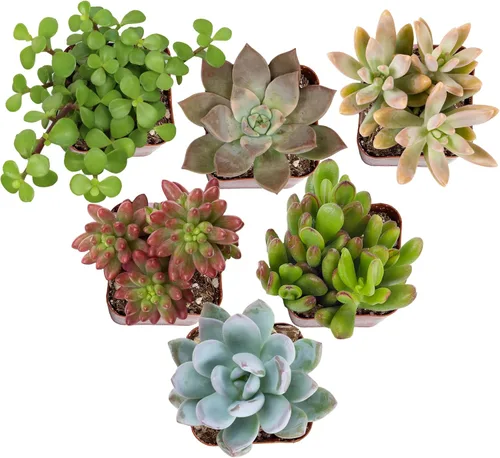 Altman Plants Specialty - Planta suculenta viva (paquete de 6), sin duplicados, suculentas surtidas con colores y formas únicos, 2 en macetas