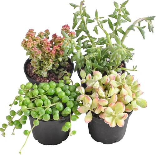 Miniatura 4 de Plantas suculentas (paquete de 4), suculentas vivas totalmente enraizadas en macetas de cultivo de 2 pulgadas, planta de casa única en maceta