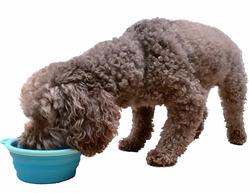Miniatura 5 de Prima Pet Plegable Silicona Food & agua Tazón con clip de viaje para perro y gato, tamaños disponibles: pequeño (1,5 tazas) & Grande (5 tazas), Agua
