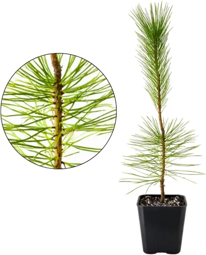 My Shelfie - Árbol bonsái de pino negro japonés, árbol bonsái alto, plantas vivas para jardín exterior o interior, maceta de 2 pulgadas