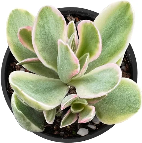 Miniatura 2 de Planta Suculenta Variegada Rara "Money Maker" de 2", Plantas Suculentas Vivas Completamente Enraizadas en Macetas de Cultivo, Regalo Único