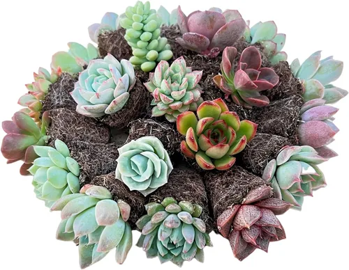 Sprout N Green 1 surtido de suculentas con raíz, colección de plantas vivas, sin maceta, ideal para jardinero principiante, proyectos de bricolaje,