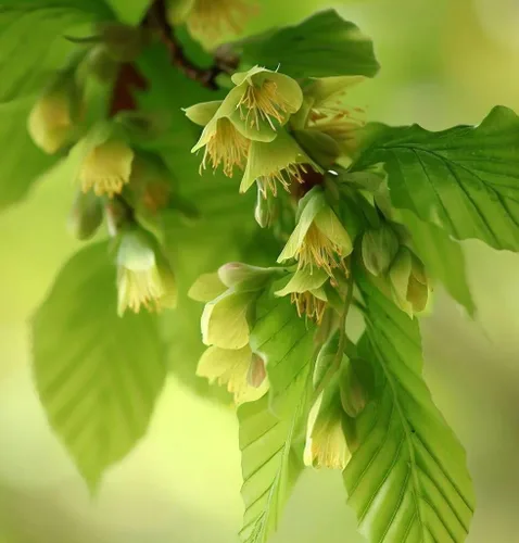 Miniatura 2 de Fagus sylvatica (haya europea) Semillas de árbol, follaje atractivo, impresionante exhibición en otoño, semillas de MySeeds.Co, elige
