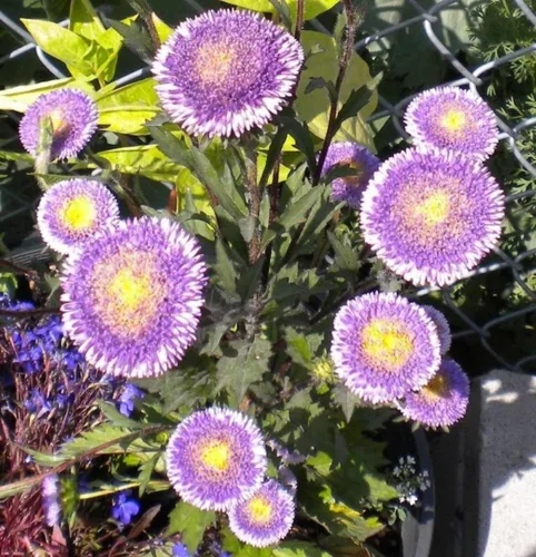 Miniatura 8 de Semillas Aster Moon Mix Flores Anuales