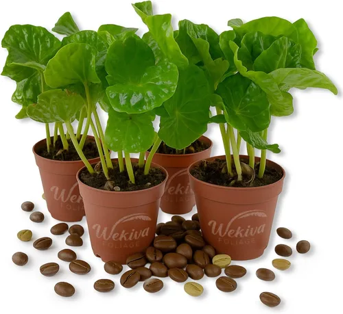 Planta de café – 4 plantas de inicio vivo – Coffea Arábica – Hermosa planta de interior de fácil cuidado para el patio y jardín comestibles