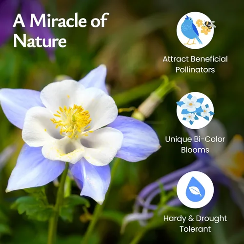 Miniatura 4 de Created By Nature Blue Columbine Flower Seeds, 2,400 semillas perennes, flor del estado de Colorado