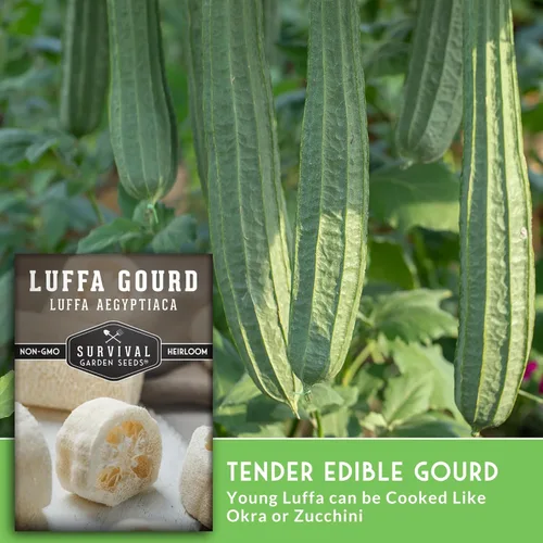 Miniatura 4 de Luffa Seeds for Planting – Variedad de esponja de lufa sin OMG – Cultiva depuradores de baño naturales, frutas jóvenes comestibles y enredaderas