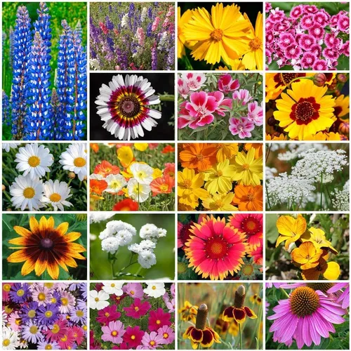 Cultiva tu propia mezcla vibrante de semillas de jardín de flores silvestres anuales y perennes, variedades para polinizadores y jardines de Mezcla