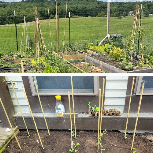 Miniatura 7 de Estacas de jardín de 0,32"-0,4"/ 4 pies, varillas de bambú natural para plantas de interior y exterior, postes para tomates, frijoles, plantas