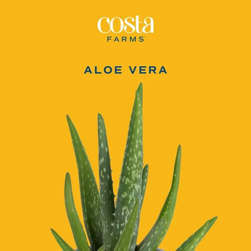 Miniatura 3 de Costa Farms Planta viva de aloe vera en maceta decorativa, fácil de mantener, suculenta purificadora de aire, decoración del hogar, habitación u