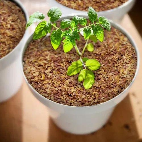 Miniatura 6 de Chips de cedro 100% natural Mantillo Ideal para plantas en macetas al aire libre o de interior Cama para perros Agradable aroma terroso 4