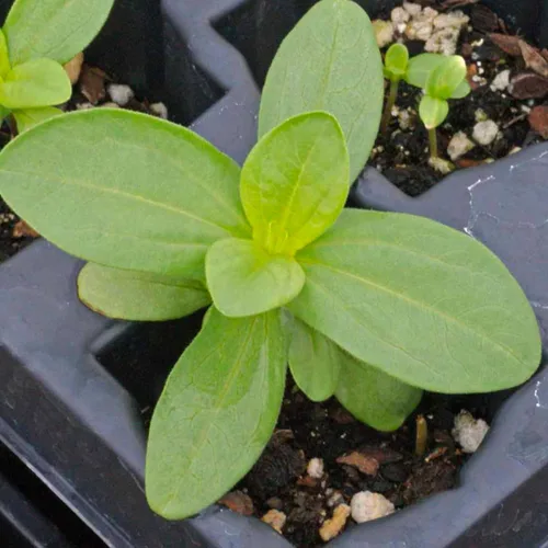 Miniatura 5 de Seed Needs Thumbelina Semillas de zinnia para plantar, flores anuales de corte enano de polinización abierta, cultiva un jardín de mariposas