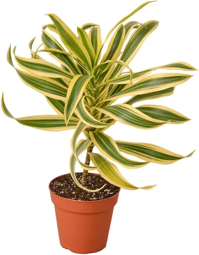 Miniatura 15 de Planta de serpiente Laurentii Sansevieria Trifasciata Planta viva para interior Diferentes plantas de interior en maceta de 4 y 6 pulgadas