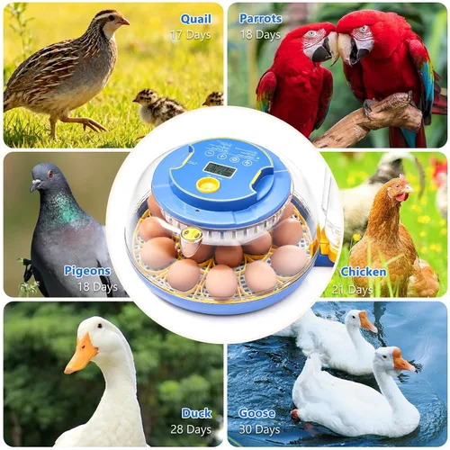 Miniatura 5 de Incubadoras para incubar huevos - Capacidad para 18 huevos, incubadora de huevos con giro automático de huevos y control de temperatura, incubadora