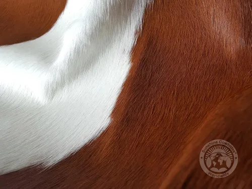 Miniatura 3 de Sunshine Cowhides Alfombra de piel de vaca 100% genuina, color marrón, alfombra de estilo moderno de piel de animal y alfombra para el suelo