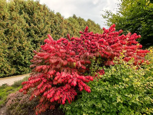Guardería Greenwood: Plantas de Arbustos Vivos - Arbusto Enano Ardiente + Euonymus Alatus - [Cantidad: 10x Macetas de 3.5] - (Haga clic para ver