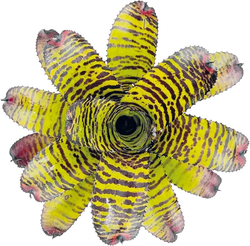 Miniatura 3 de ragnaroc Plantas Vivas – Bromelia Neoregelia Dragon, 8-12" en Maceta de 6" - 1ct - Llegada Viva Garantizada - Plantas de Casa para Decoración