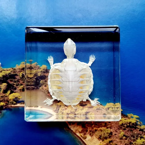 Miniatura 6 de Especímenes de esqueleto de tortuga real en manualidades de pisapapeles de resina, colección de taxidermia de animales para educación científica