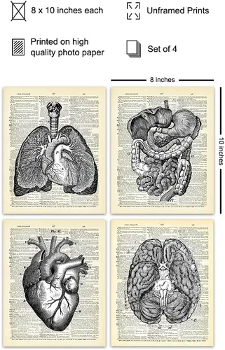 Miniatura 2 de Corazón, pulmones, cerebro, órganos de anatomía intestinal – Diccionario reciclado, impresiones artísticas de pared para clínica médica, oficina