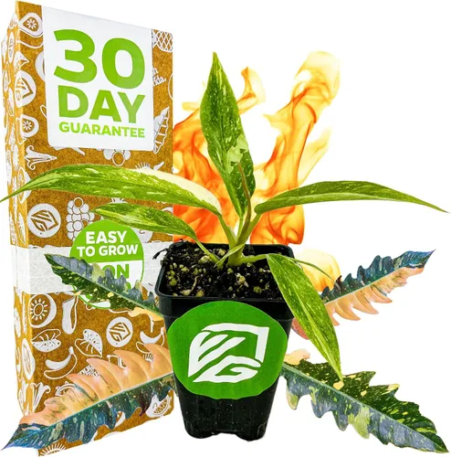 Miniatura 6 de Philodendron Prince of Orange - Philodendron by Wellspring Gardens - Vibrante y fácil cuidado para interiores - Planta exterior con color dinámico