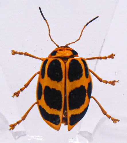 Miniatura 20 de Escarabajo británico Chafer de rosa real de 1.732 pulgadas en resina de lucita cristalina, muestra preservada de cetonia aurata, insectos